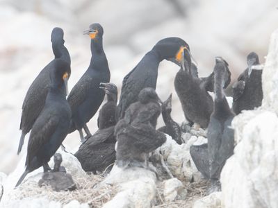 Cape Cormorant / Kaapse Aalscholver / Phalacrocorax capensis