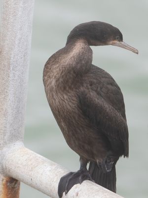 Bank Cormorant / Kustaalscholver / Phalacrocorax neglectus