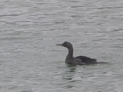 Bank Cormorant / Kustaalscholver / Phalacrocorax neglectus