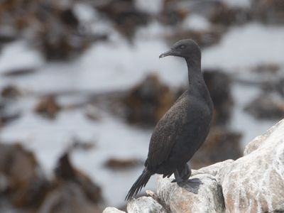 Bank Cormorant / Kustaalscholver / Phalacrocorax neglectus