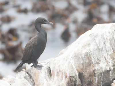 Bank Cormorant / Kustaalscholver / Phalacrocorax neglectus