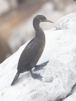 Bank Cormorant / Kustaalscholver / Phalacrocorax neglectus