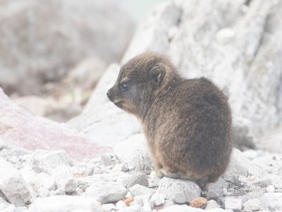 Rock Hyrax / Kaapse klipdas / Procavia capensis