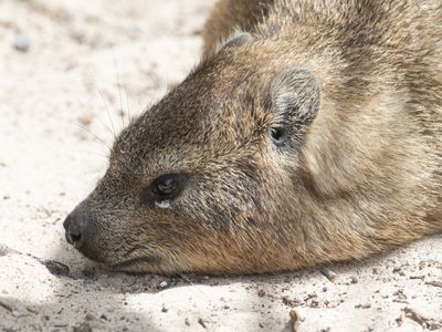 Rock Hyrax / Kaapse klipdas / Procavia capensis