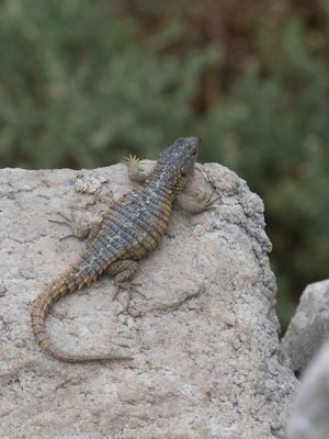 Cape Girdled Lizard / Cordylus cordylus