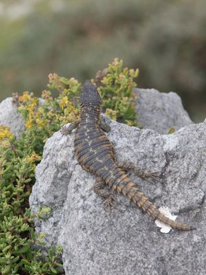 Cape Girdled Lizard / Cordylus cordylus