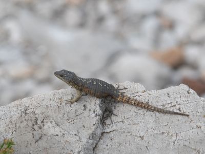 Cape Girdled Lizard / Cordylus cordylus