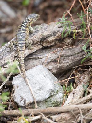 Cape Girdled Lizard / Cordylus cordylus