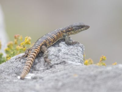 Cape Girdled Lizard / Cordylus cordylus