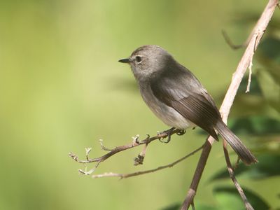 African dusky flycatcher / Kaapse Vliegenvanger / Muscicapa adusta