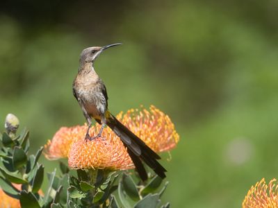 Cape Sugarbird / Kaapse Suikervogel / Promerops cafer