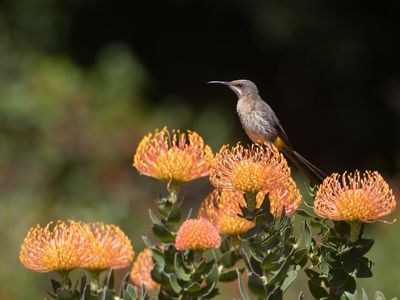 Cape Sugarbird / Kaapse Suikervogel / Promerops cafer