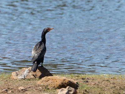 Reed Cormorant / Afrikaanse dwergaalscholver / Microcarbo africanus