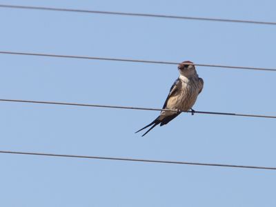 Greater Striped Swallow / Kaapse zwaluw / Cecropis cucullata