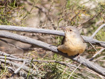 Long-billed Crombeak / Kaapse Krombek / Sylvietta rufescens