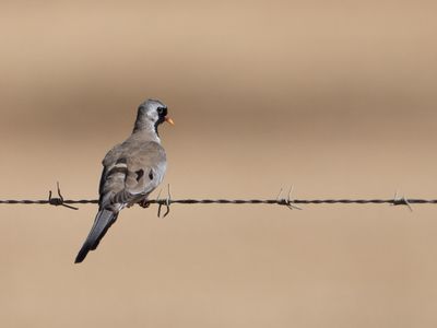 Namaqua dove / Maskerduif / Oena capensis