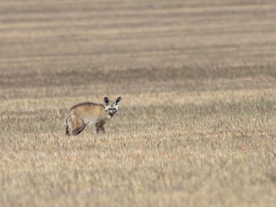 Bat-eared Fox / Grootoor vos / Otocyon megalotis