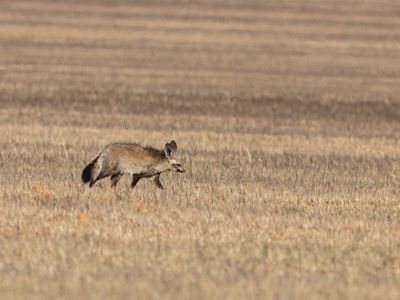 Bat-eared Fox / Grootoor vos / Otocyon megalotis