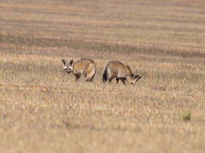 Bat-eared Fox / Grootoor vos / Otocyon megalotis
