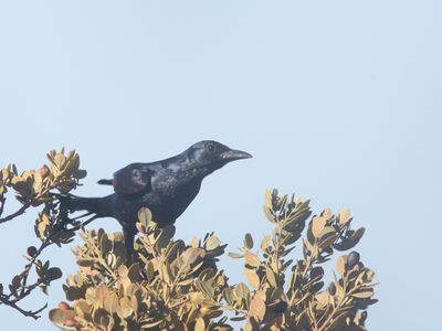 Red-winged Starling / Roodvleugelspreeuw / Onychognathus morio