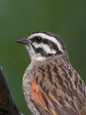 Cape Bunting / Kaapse Gors / Emberiza capensis
