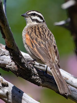 Cape Bunting / Kaapse Gors / Emberiza capensis
