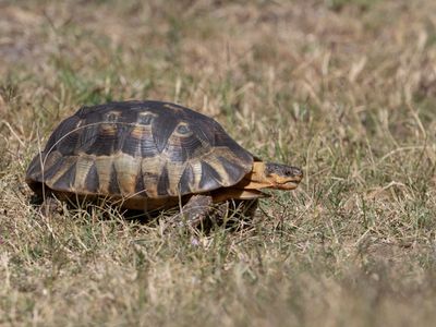 Angulate Tortoise / Chersina angulata