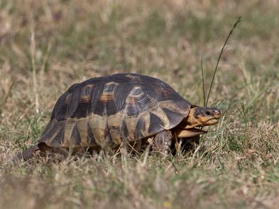 Angulate Tortoise / Chersina angulata