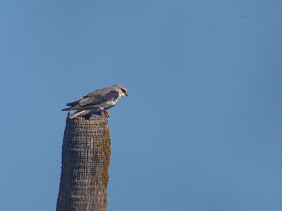 Black-winged kite / Grijze wouw / Elanus caeruleus