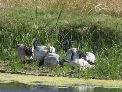 African Sacred Ibis / Heilige Ibis / Threskiornis aethiopicus