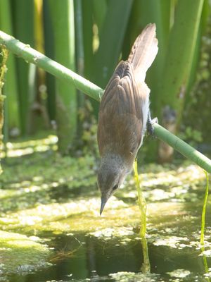 Lesser Swamp Warbler / Kaapse Rietzanger / Acrocephalus gracilirostris