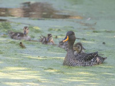 Yellow-billed Duck / Geelsnaveleend / Anas undulata