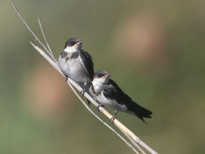 White-throated Swallow / Witkeelzwaluw / Hirundo albigularis