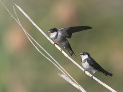 White-throated Swallow / Witkeelzwaluw / Hirundo albigularis