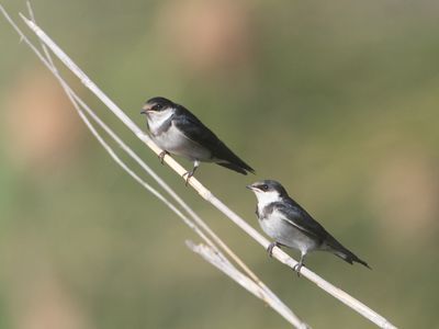 White-throated Swallow / Witkeelzwaluw / Hirundo albigularis