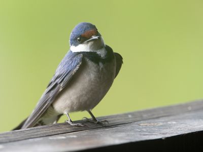 White-throated Swallow / Witkeelzwaluw / Hirundo albigularis