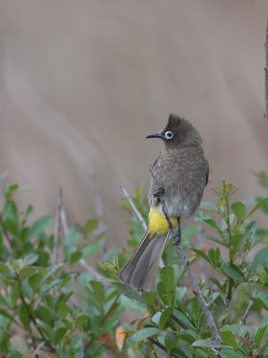Cape Bulbul / Kaapse Buulbuul / Pycnonotus capensis
