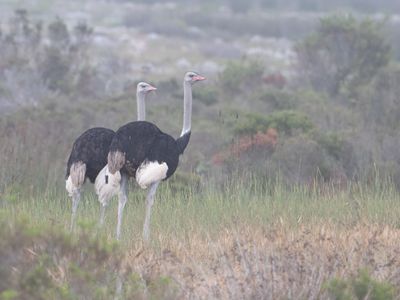 Common Ostrich / Struisvogel / Struthio camelus