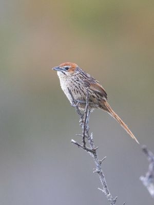 Cape Grassbird / Kaapse grasvogel / Sphenoeacus afer