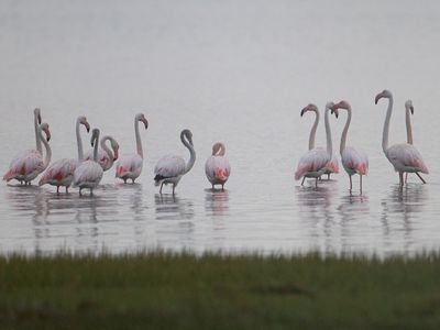 Greater Flamingo / Flamingo / Phoenicopterus roseus