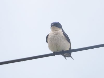 Pearl Breasted Swallow / Parelborstzwaluw / Hirundo dimidiata