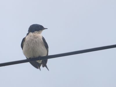 Pearl Breasted Swallow / Parelborstzwaluw / Hirundo dimidiata