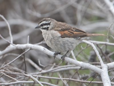 Cape Bunting / Kaapse Gors / Emberiza capensis