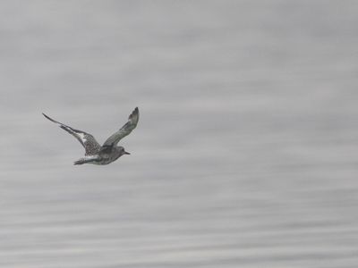 Grey Plover / Zilverplevier / Pluvialis squatarola