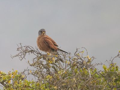 Rock Kestrel / Rotsvalk / Falco rupicolus
