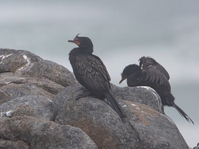 Crowned Cormorant / Kaapse Aalscholver / Phalacrocorax capensis