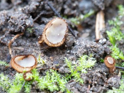 Trichophaea pseudogregaria / Kruidenpelsbekertje