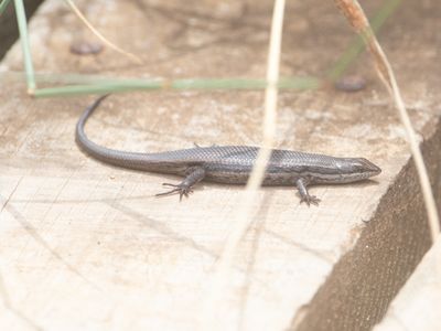 Variegated Skink / Trachylepis variegata