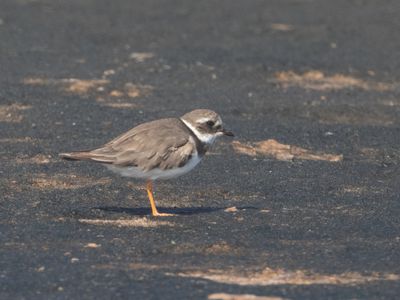 Common Ringed Plover / Bontbekplevier / Charadrius hiaticula