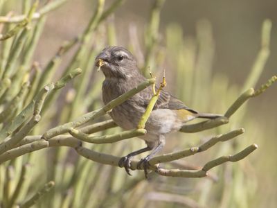 White-throated Canary / Witkeelkanarie	/ Crithagra albogularis